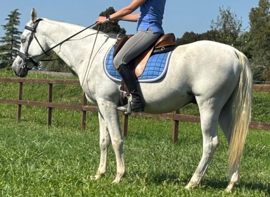 esperienza in sella con una Ghost