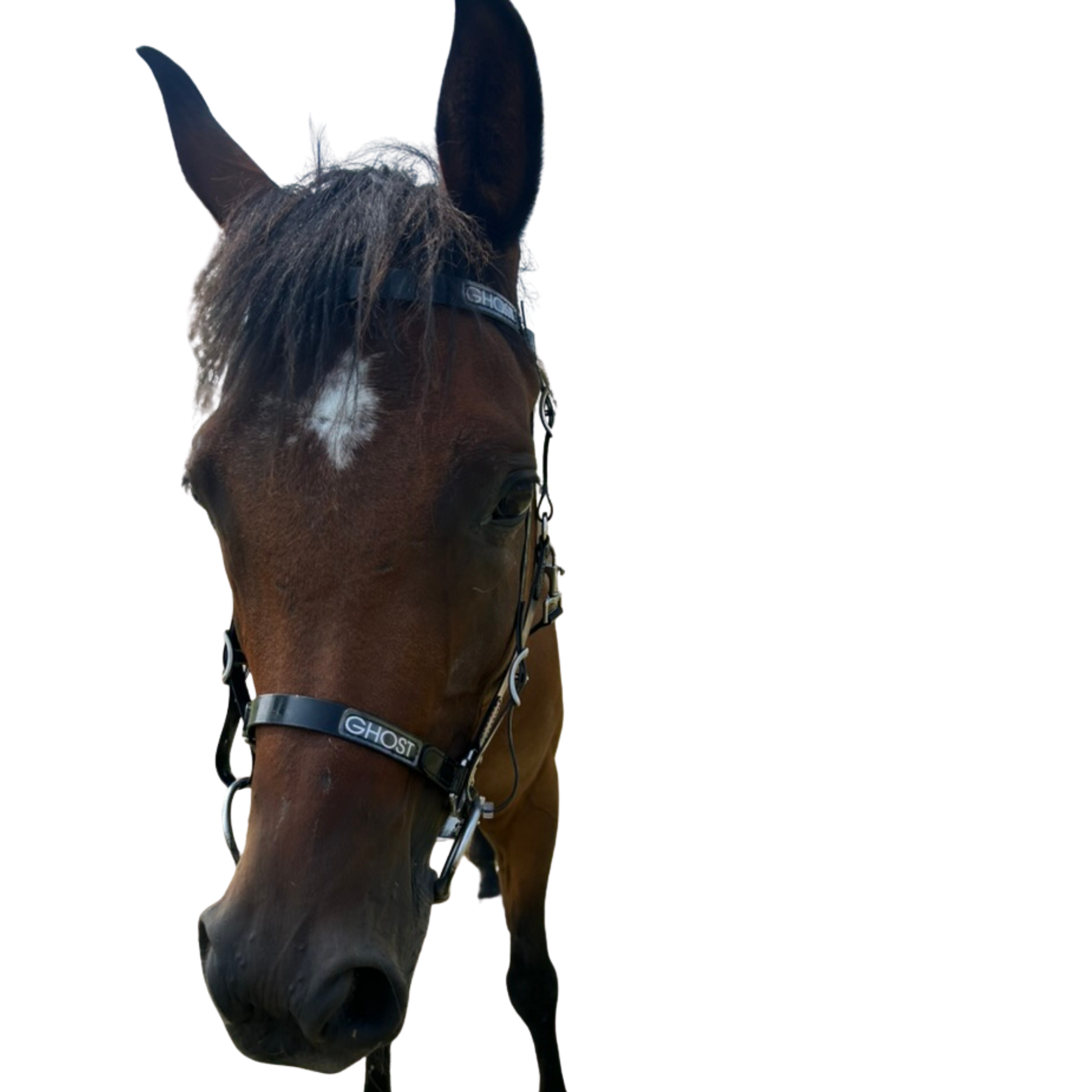 Endurance / Trail Bridle in Biothane® – Ghost Saddles