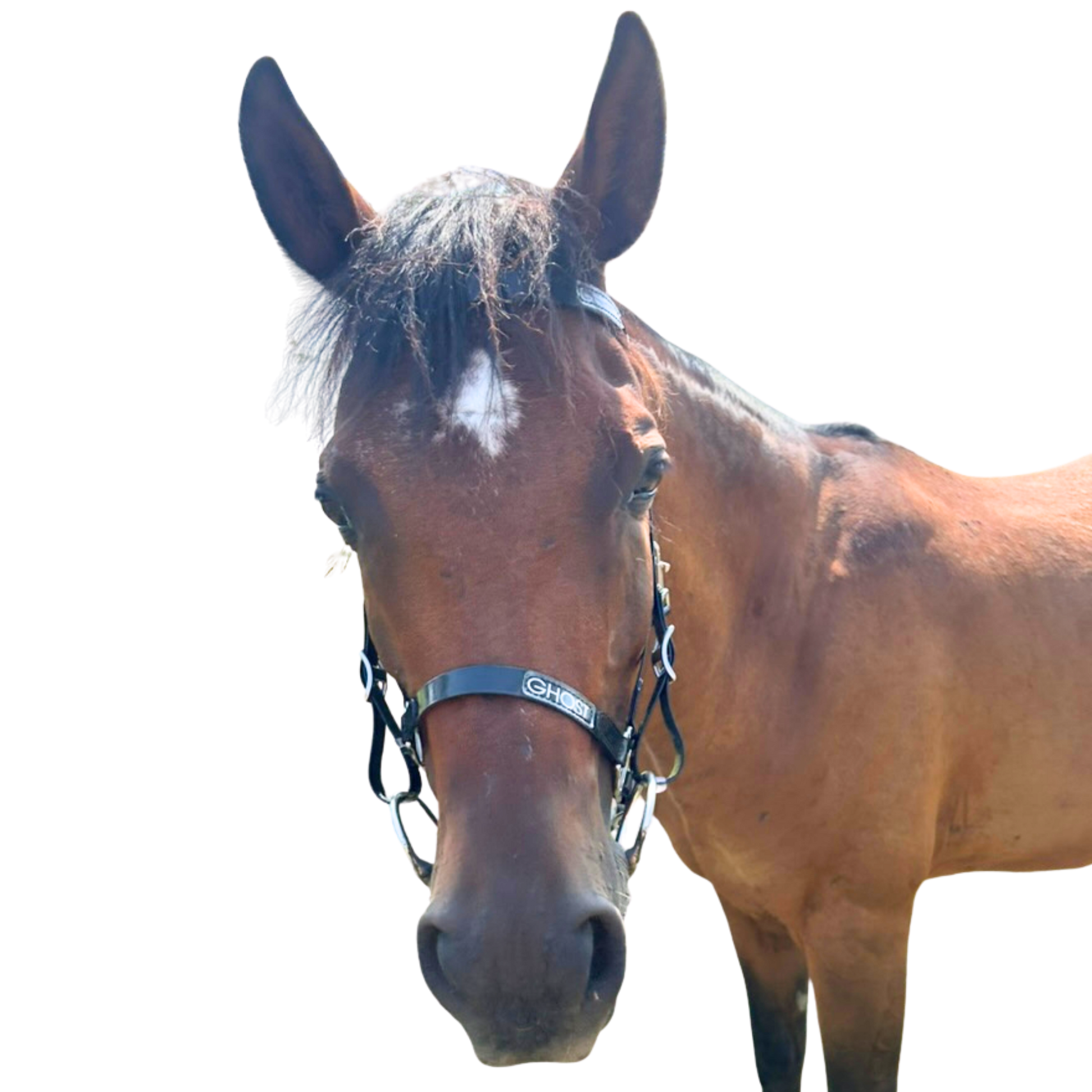 Endurance / Trail Bridle in Biothane® – Ghost Saddles