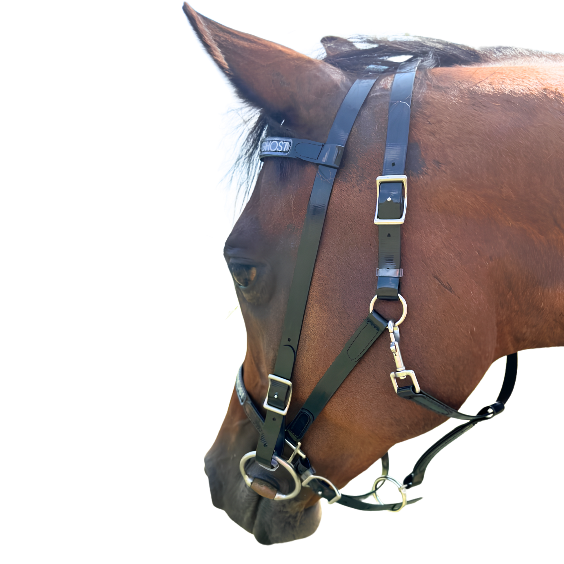 Endurance / Trail Bridle in Biothane® – Ghost Saddles