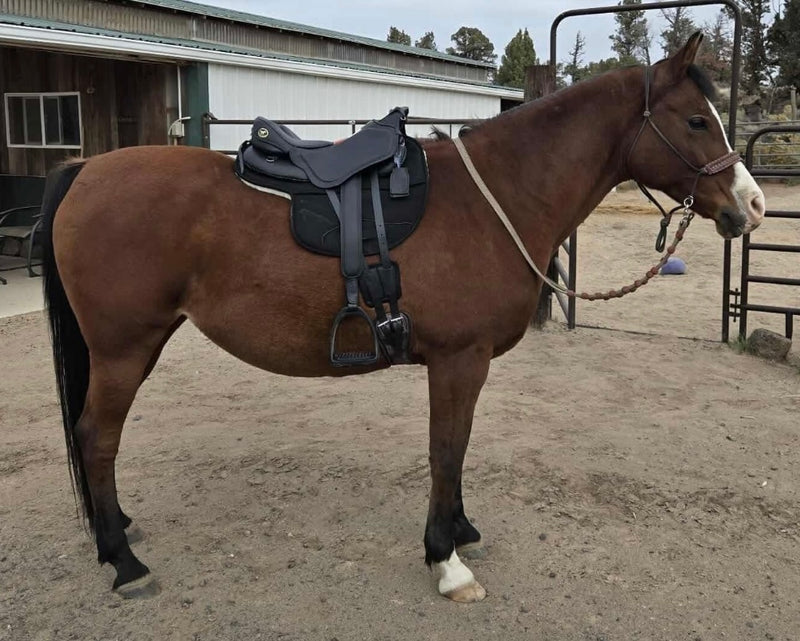 Vista di profilo di un cavallo baio con sella Ghost per endurance nera in micronappa e briglie.