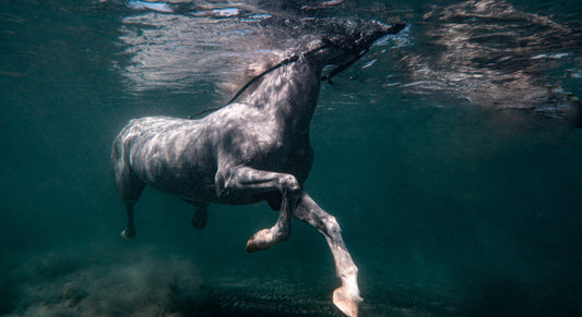 Arabian Purosangue swimming underwater