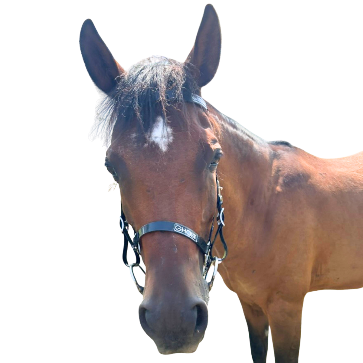 Endurance / Trail Bridle in Biothane® – Ghost Saddles